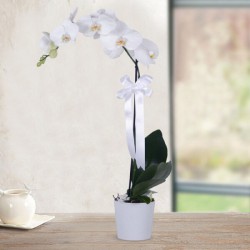 beyaz-orkide.jpg