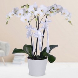 saksida-3-beyaz-orkide.jpg