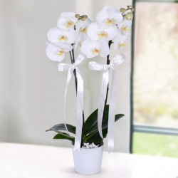 asaletli-beyaz-orkide-2-li.jpg