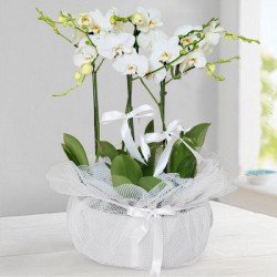 saksida-5-beyaz-orkide.jpg